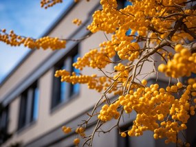 Poszter 20x15cm Arany bogyók