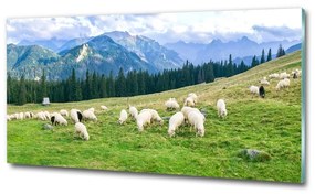 Üvegfotó Sheep a tátrában osh-121151461