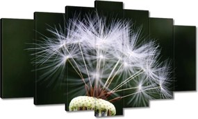 Vászonkép 140x80 Pitypang Virág Virágok