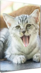 Vászonkép 80x120 Cica Cicák Macskák