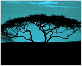 Poszterek 50x40 Akác a szavannán