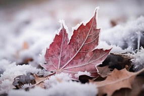 Poszter 45x30cm Levél az ősz végén