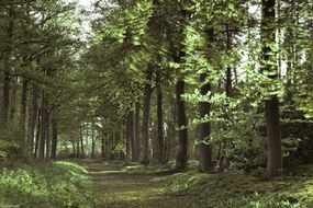 Poszter 30x20cm Tavaszi erdei ösvény 2, Assaf Frank