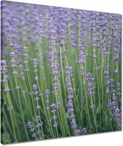 Vászonkép 50x50 Levendula világ