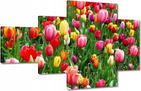 Vászonkép 130x80 Színes tulipánok a réten
