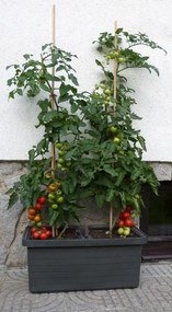 Berberis DUO Önöntöző virágláda, terrakotta, 78 cm