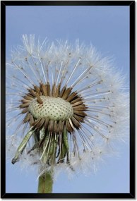 Poszterek keretben 40x60 Pitypang Virág Virágok