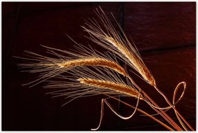 Poszterek 120x80 Kalászok Gabona Természet Bio