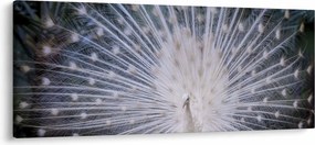 Kép - Fehér páva (120x50 cm)