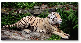 Akrilkép Tiger a rock oah-118161704