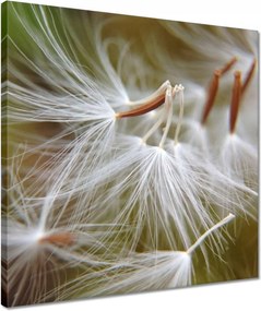 Vászonkép 40x40 Pitypang Virág Virágok