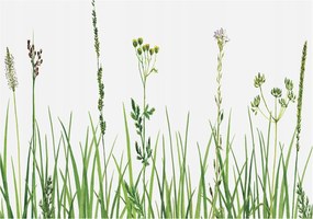 Flizelin fotótapéta Flizelin Design Finom növényvilág 312x219