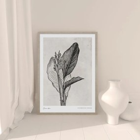 Canna indica leaves kép
