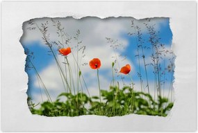 Poszterek 90x60 Piros mezei pipacs