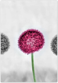 Poszterek 70x100 Rózsaszín pitypang virág