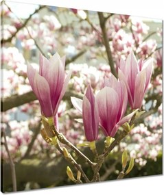Vászonkép 60x60 Magnólia