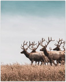 Poszterek 40x50 Szarvasok hörcsöge