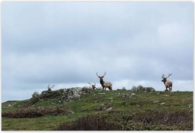 Poszterek 155x105 Szarvas felszarvazott