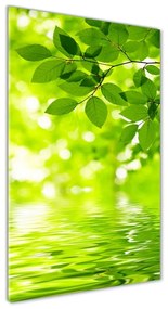Egyedi üvegkép Zöld levelek osv-41296480