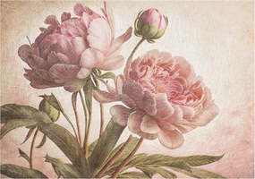 Fali fotótapéta előszoba konyhába Finom bazsarózsa 208x146 ragasztó