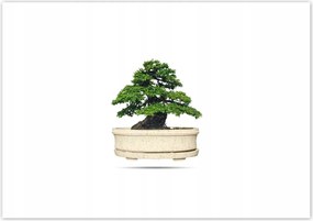Poszterek 100x70 Bonsai fa