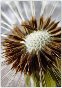 Poszterek 70x100 Pitypang Virág Virágok