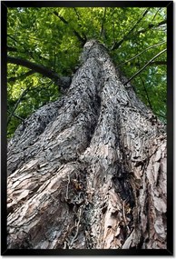 Poszterek keretben 40x60 Fa Kilátás