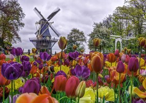 Poszter 84x59,5cm Színes tulipánok a kertben Keukenhof, Assaf Frank