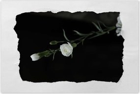 Poszterek 90x60 Fehér szegfű virágok