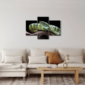 Kép - Wagler csörgőkígyó (90x60 cm)
