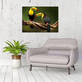 Ülő tukánok képe, Costa Rica (70x50 cm)