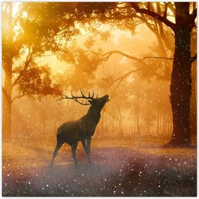 Poszterek 30x30 Szarvas az erdőben