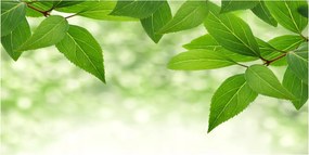 Konyhai panel Zöld levelek 140x70 cm Ragasztó