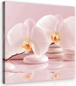 Vászonkép 80x80 Orchideák fehér virágok zen kövek nyugalom harmónia finomság