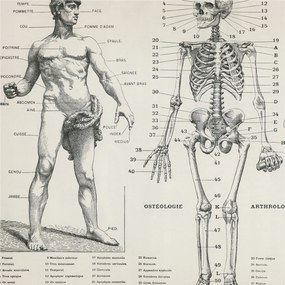 Divatos 3D Fali Tapéta Klasszikus anatómia 250x250 Ragasztóval