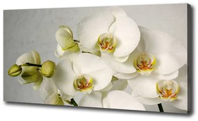Egyedi vászonkép Fehér orchidea oc-67521473