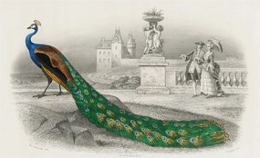 Fotótapéta Dekoratív Fali Tapéta Képek Színes tollak 416x254