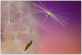 Poszterek 120x80 Pitypang Virág Virágok