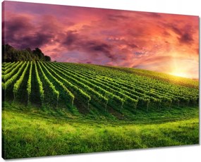 Vászonkép 70x50 Szőlőbirtok Tájkép