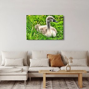 Kép - kis hattyú a fűben (90x60 cm)