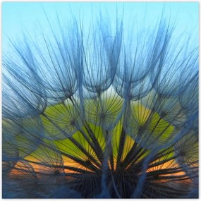 Poszterek 100x100 Pitypang Virág Virágok