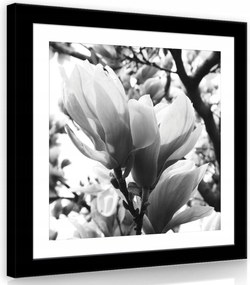 Vászonkép 40x40 Magnólia virágok tavasz virágzás finomság természet nyugalom