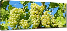 Órák 100x40 Zöld szőlő