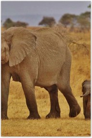 Poszterek 80x120 Elefánt az anyjával