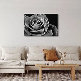 Kép - Rózsa, fekete-fehér (90x60 cm)
