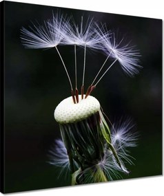 Vászonkép 40x40 Pitypang Virág Virágok