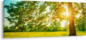 Kép - Sunny Forest (120x50 cm)