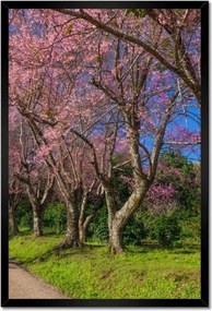 Poszterek keretben 40x60 Virágzó cseresznye