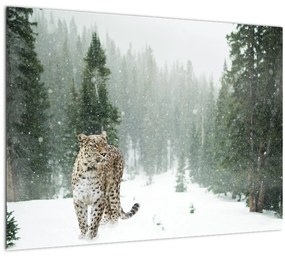 Leopárd a hóban képe (üvegen) (70x50 cm)