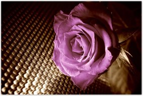 Poszterek 120x80 Rózsa Lila és szépia